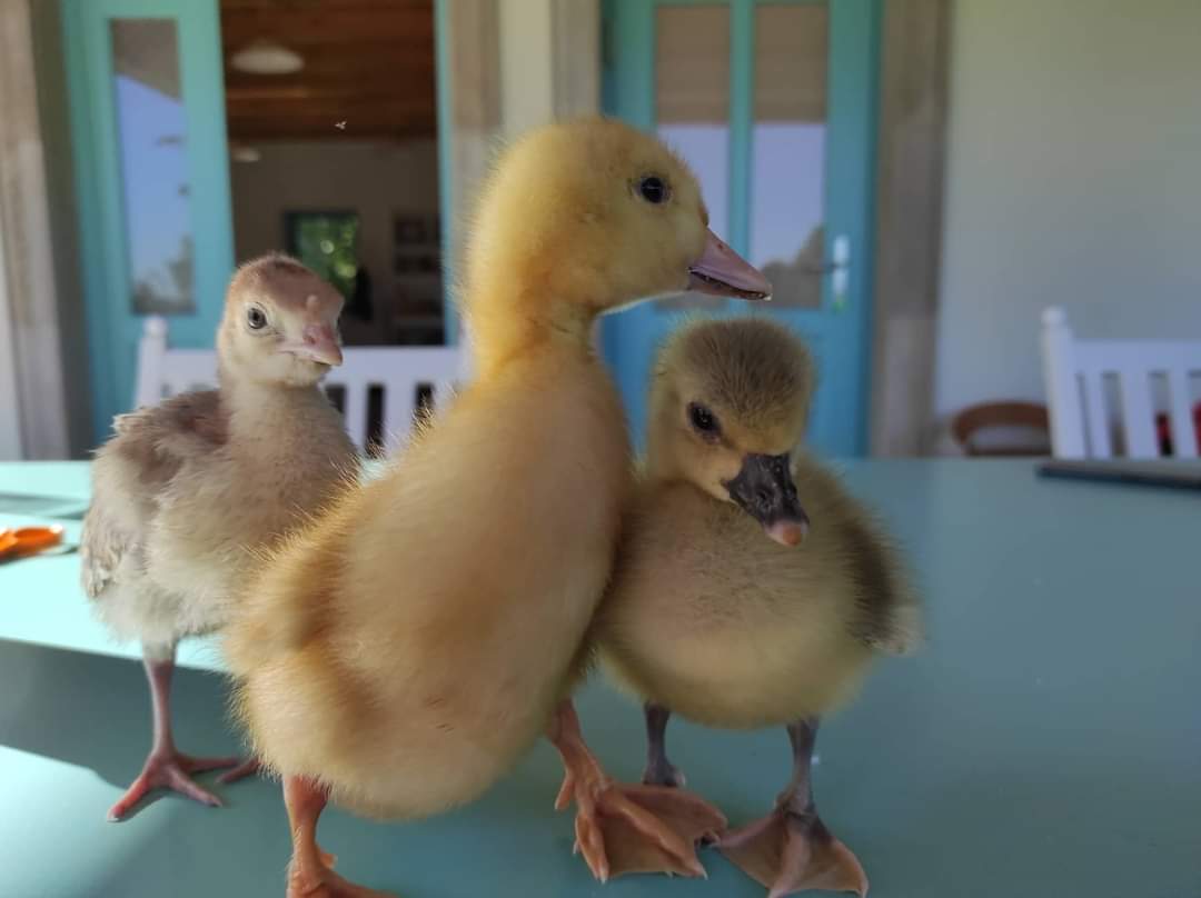 Kis Kukta és Kis Gazda tábor